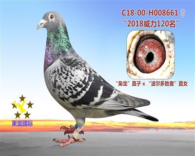 波尔多对阵雷恩，谁将是胜者？